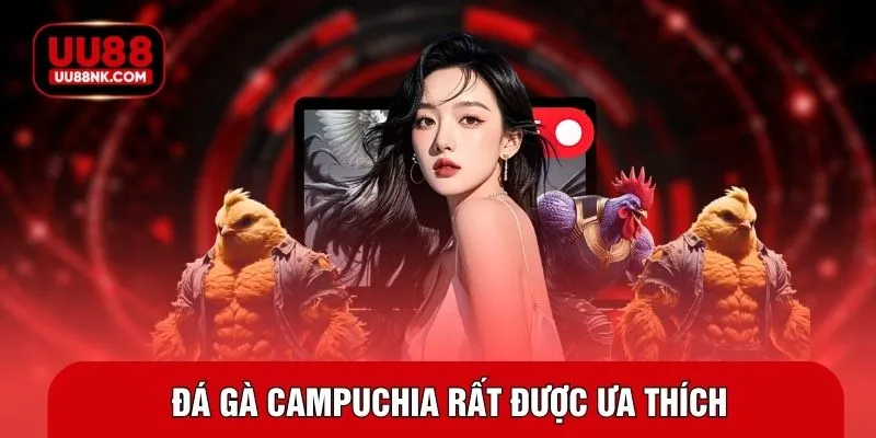 Đá gà Campuchia rất được ưa thích
